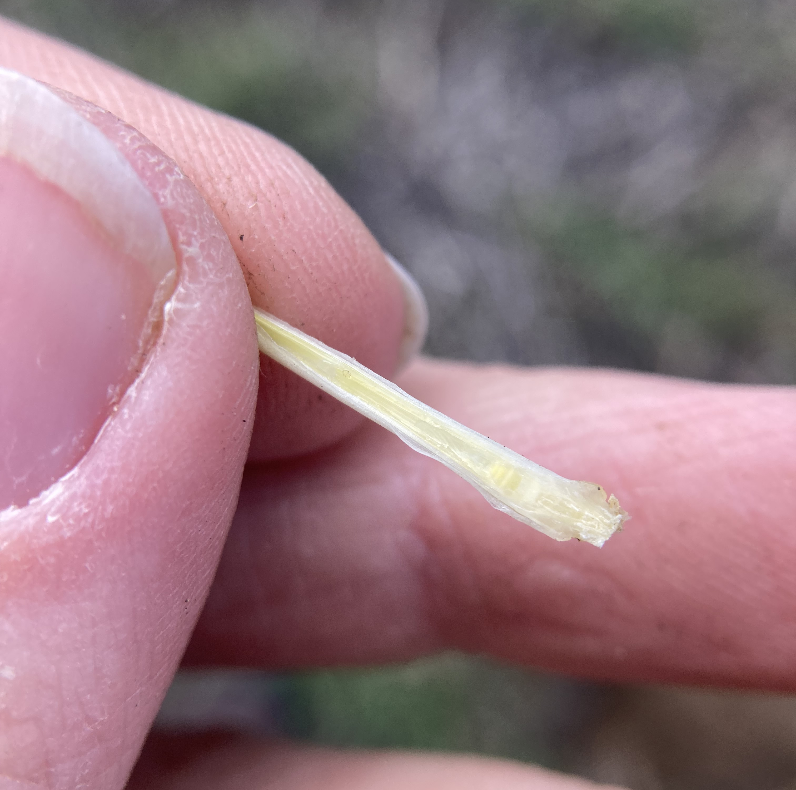 A closeup of a hand holding the base of a wheat stem.